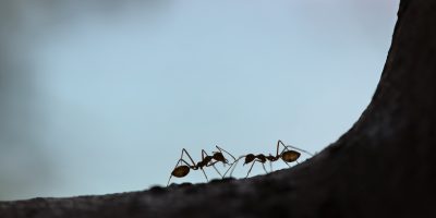 Black ants communicating and working together